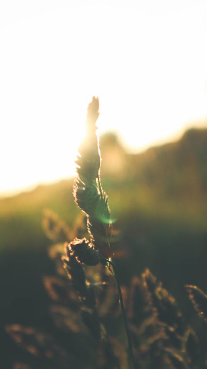 Grass at sunset