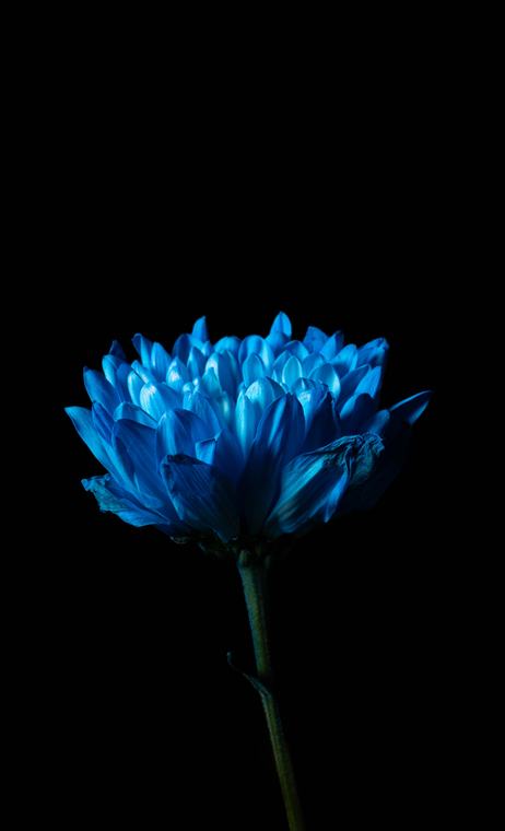 Flower series: blue
