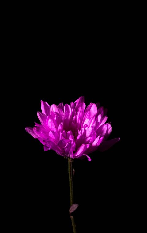Flower series: magenta