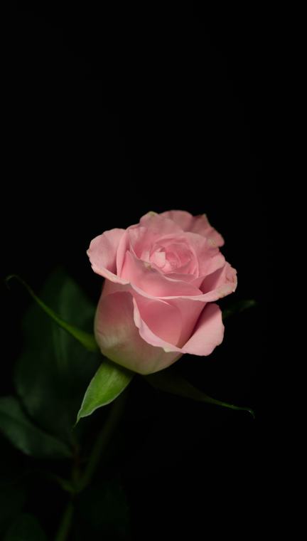 Flower series: rose