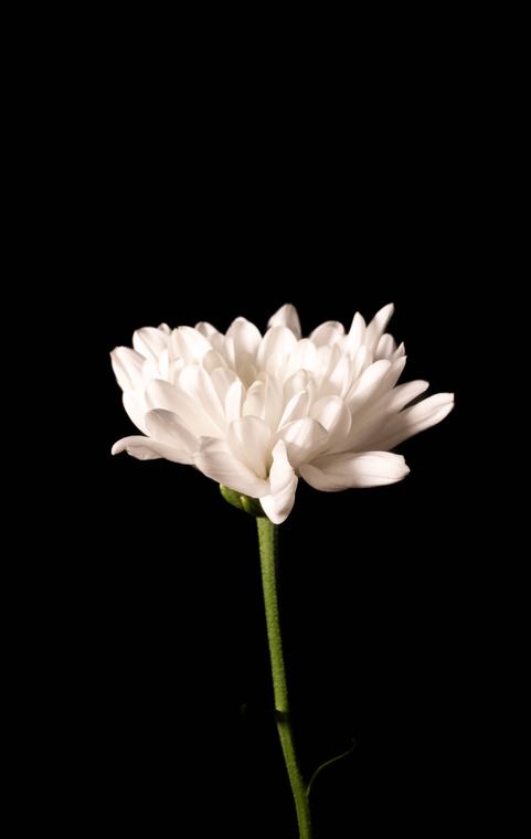 Flower series: white
