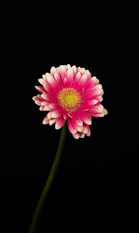 Gerbera on black