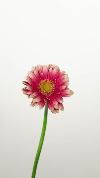 Gerbera on white