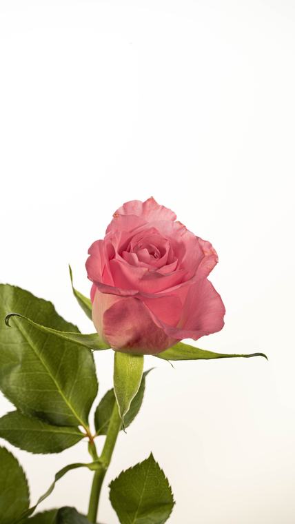 Flower study