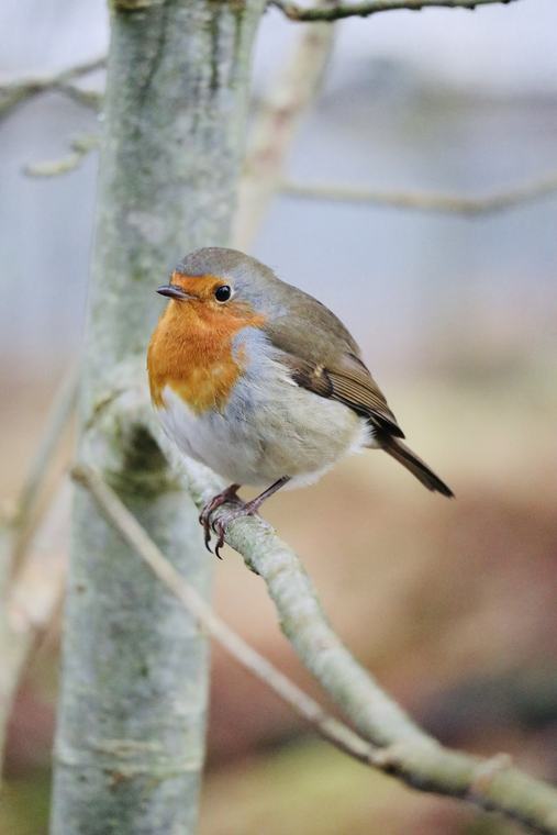 Robin on silver birch