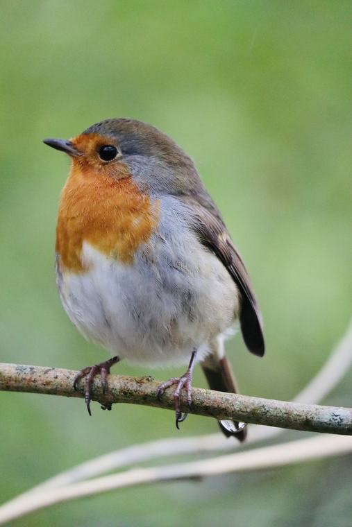 Robin